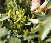 茶的原產(chǎn)地是哪個(gè)國(guó)家？
