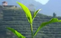 客田鎮(zhèn)：茶樹吐新芽，茶農(nóng)喜增收